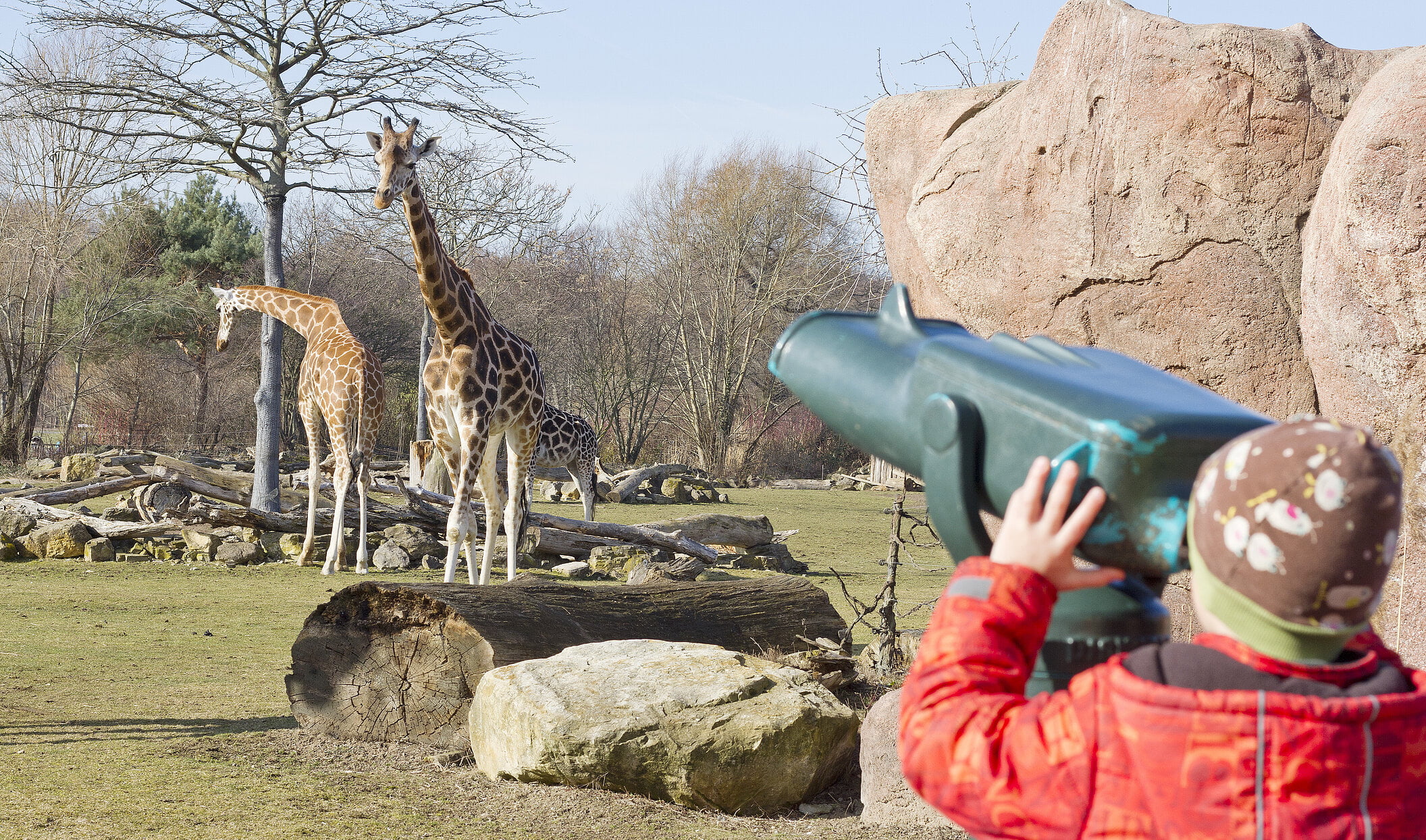 Nachwuchs im Zoo Leipzig    Ein weiblicher Langhals in Afrika geboren