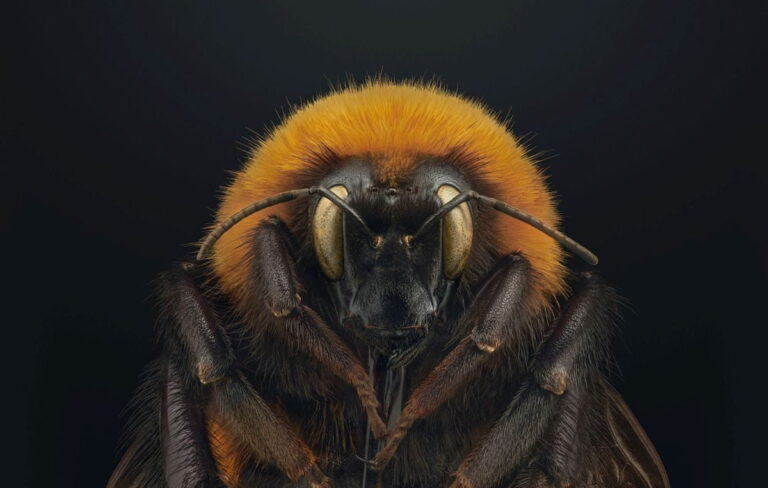 Einzigartige Makrofotografie-Ausstellung      Coming soon: „Extinct & Endangered: Insekten in Gefahr“ im Erlebnis-Zoo Hannover