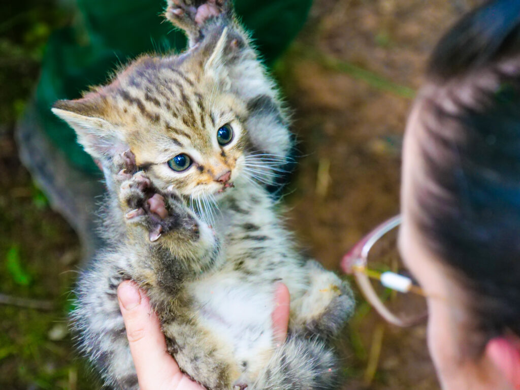 Wildkatzen-Baby in Tripsdrill © Erlebnispark Tripsdrill GmbH & Co. KG