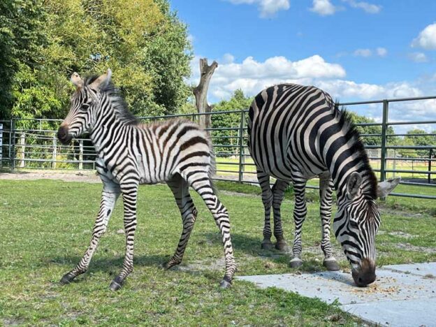 Noch etwas staksig unser neugeborenes Hengstfohlen mit Mutter Etosha.