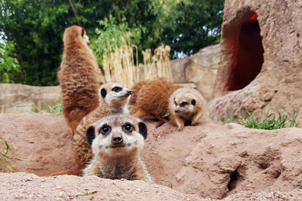 © Zoo Leipzig GmbH