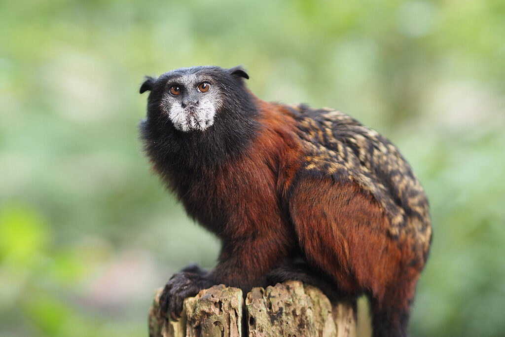 Zoo Leipzig  Neue Bewohner auf der Tropischen Affeninsel