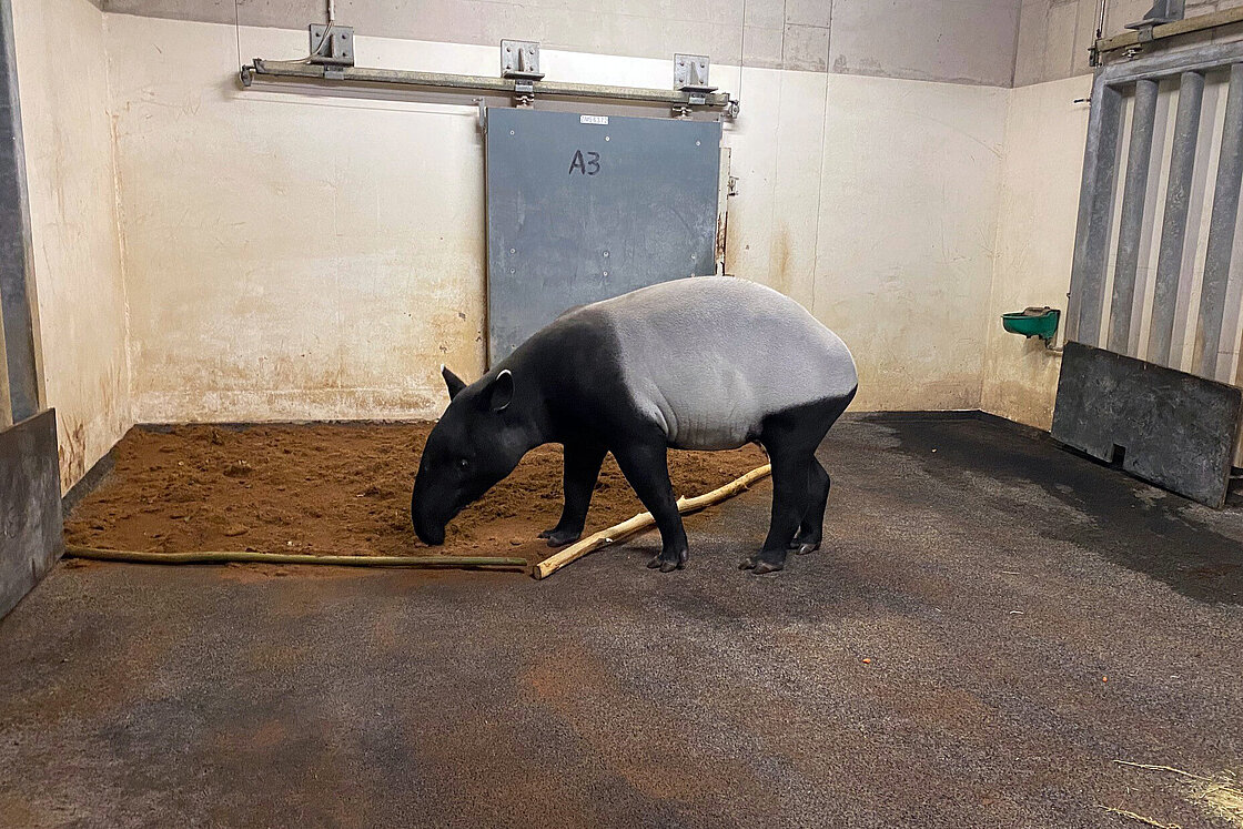 Zoo Leipzig  Schabrackentapir-Weibchen Nessa angekommen