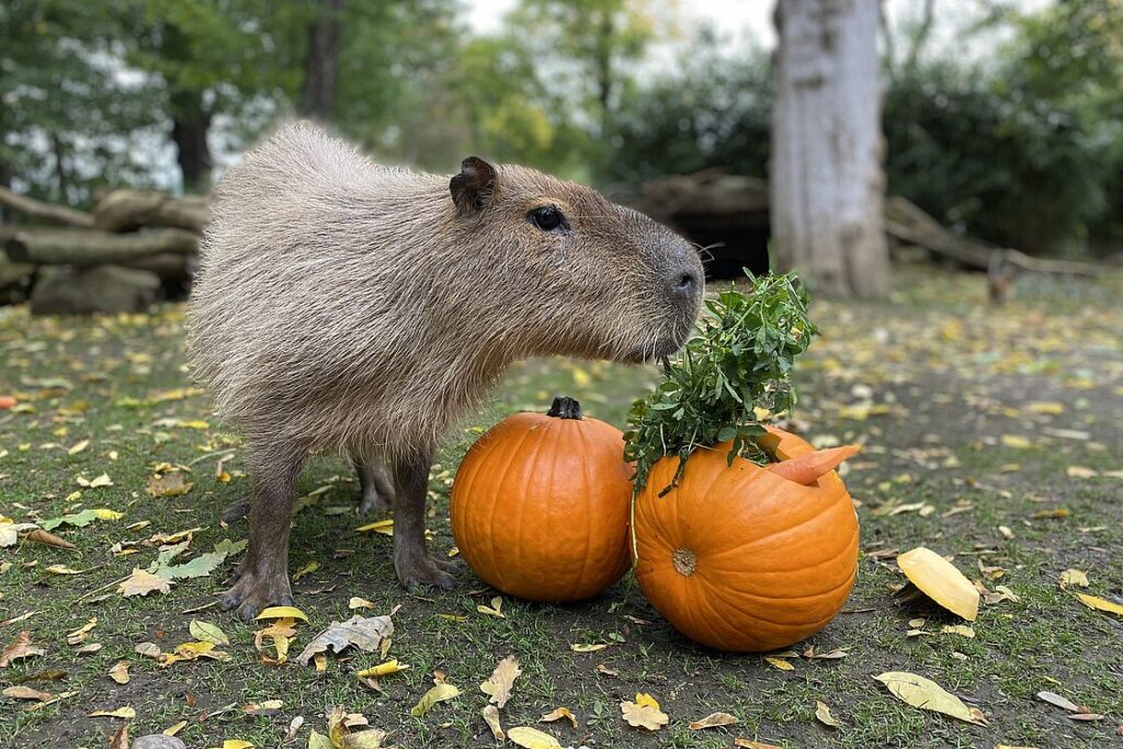 Zoo Leipzig  Halloween-Spektakel im Zoo