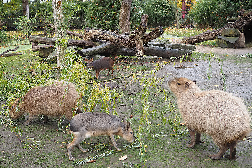 Zoo Leipzig  Südpudus im Leipziger Pantanal unterwegs