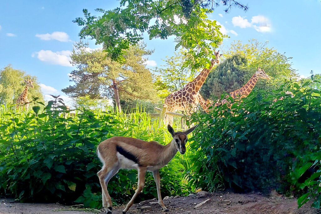 © Zoo Leipzig GmbH