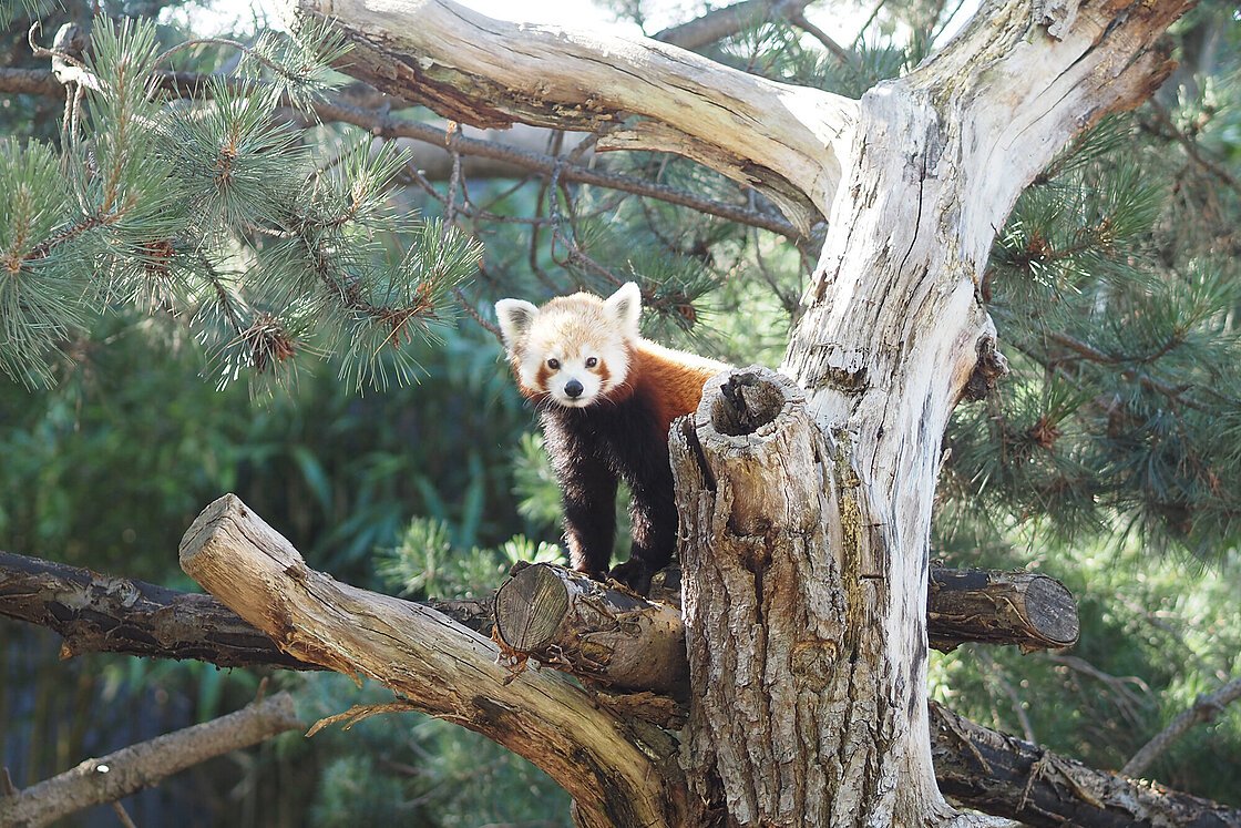 Zoo Leipzig  Neues Rote Pandaweibchen zu sehen