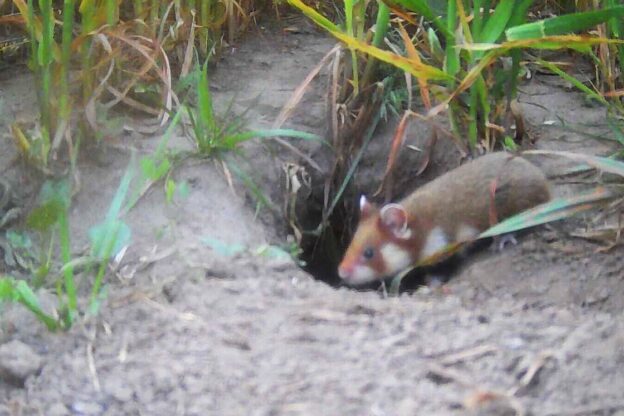 Zuchterfolg & EU-Förderung in Millionenhöhe