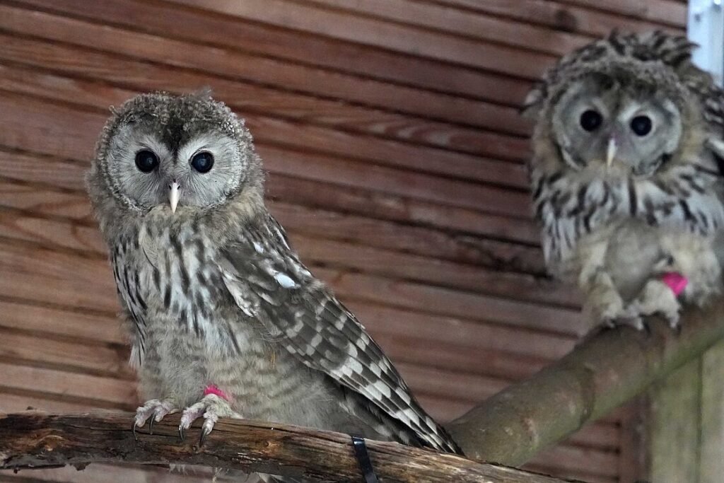 © Zoo Leipzig GmbH