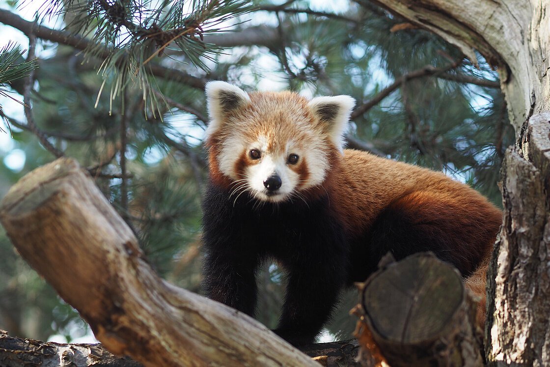 Zoo Leipzig  Gesellschaft für Rotes Pandaweibchen Kamala