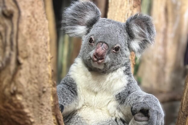 © Zoo Leipzig GmbH