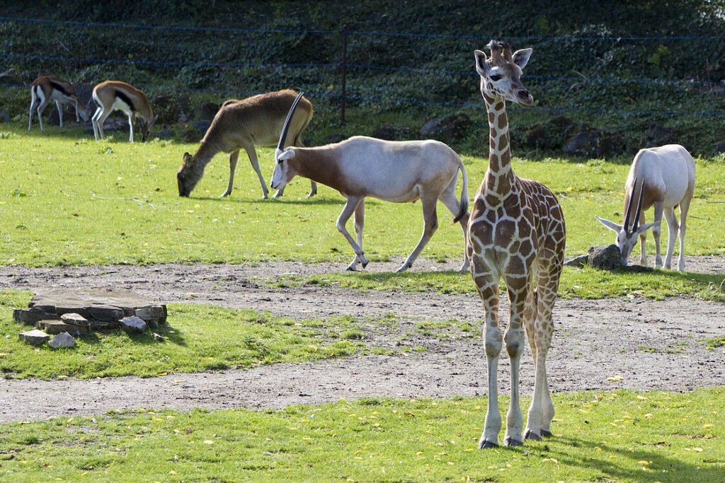 © Zoo Leipzig GmbH