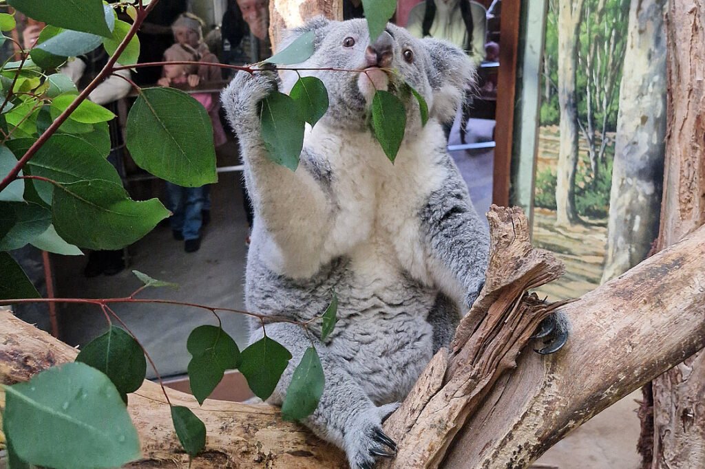 © Zoo Leipzig GmbH