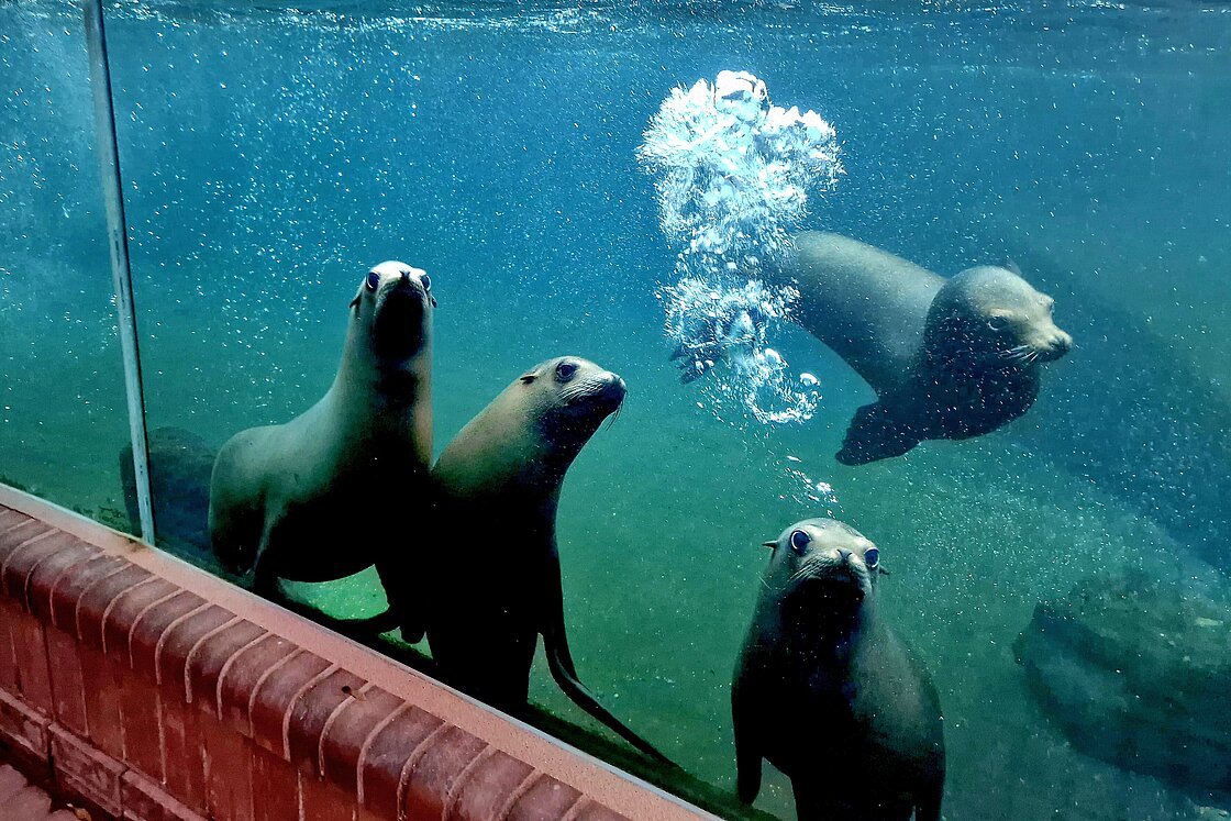 Zoo Leipzig Neue Attraktionen und Preisanpassungen im kommenden Jahr