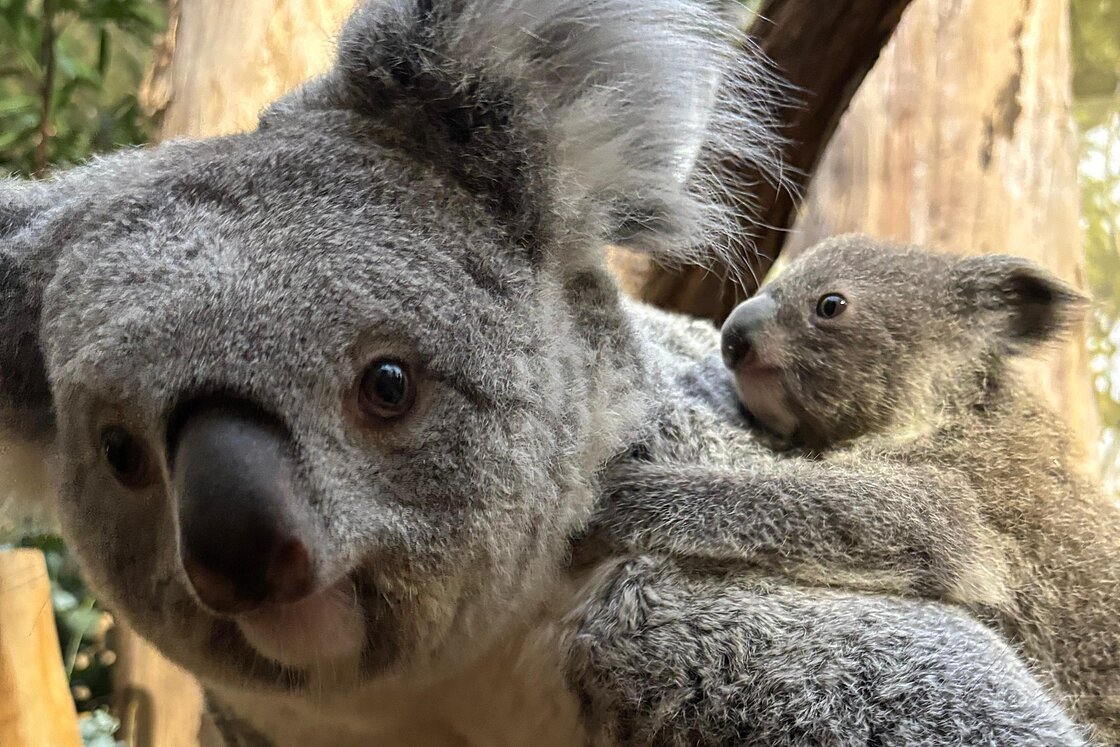 Zoo Leipzig  Koala-Jungtier sucht einen Namen – bis zum 19. Januar mitmachen